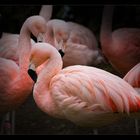 .:Flamingo I:.