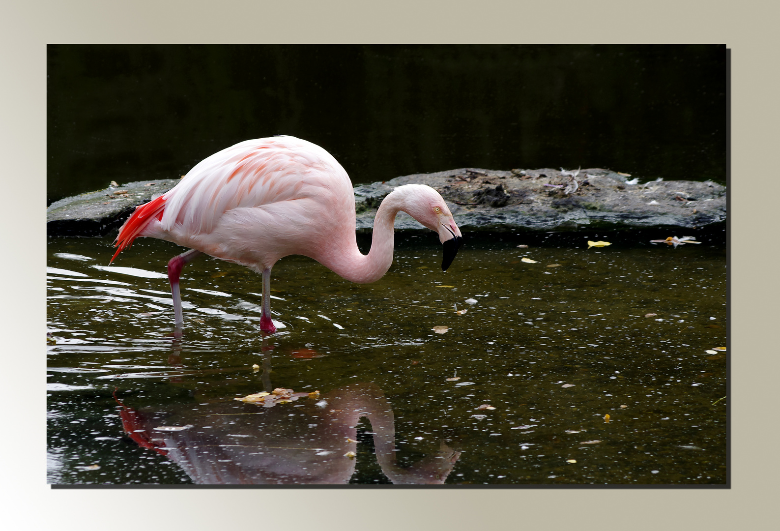 Flamingo  I