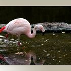 Flamingo  I