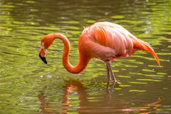 Flamingo I - Vogelpark Walsrode