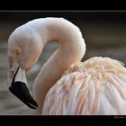 FLAMINGO II