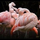 .:Flamingo II:.