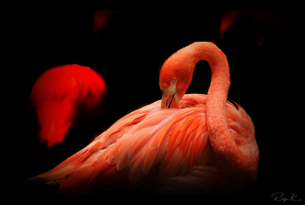 ***Flamingo II***