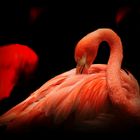 ***Flamingo II***