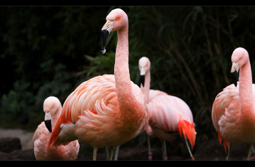 .:Flamingo III:.