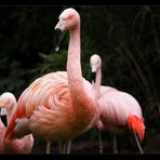 .:Flamingo III:.