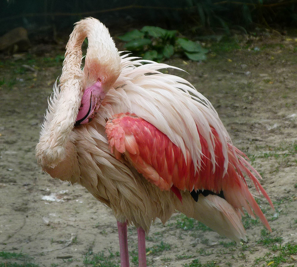 Flamingo im Aachener Tierpark