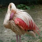 Flamingo im Aachener Tierpark