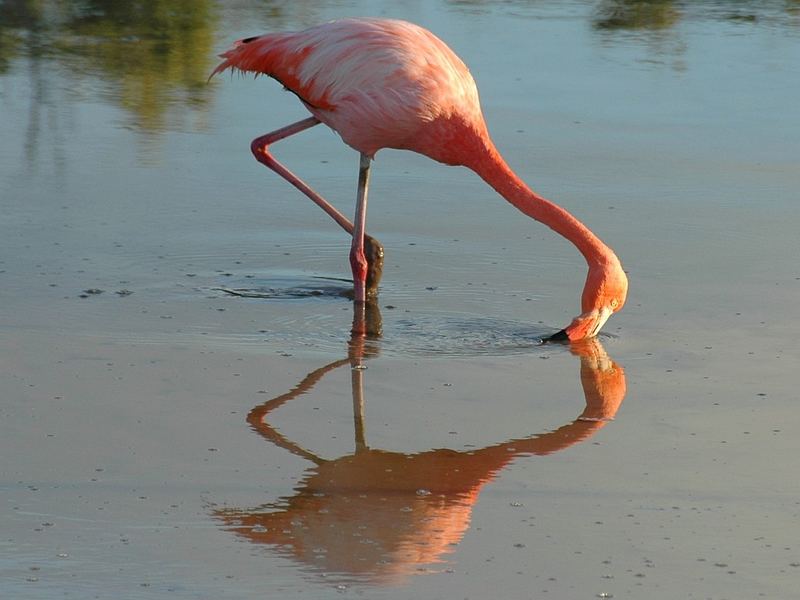 Flamingo im Abendlicht