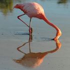 Flamingo im Abendlicht