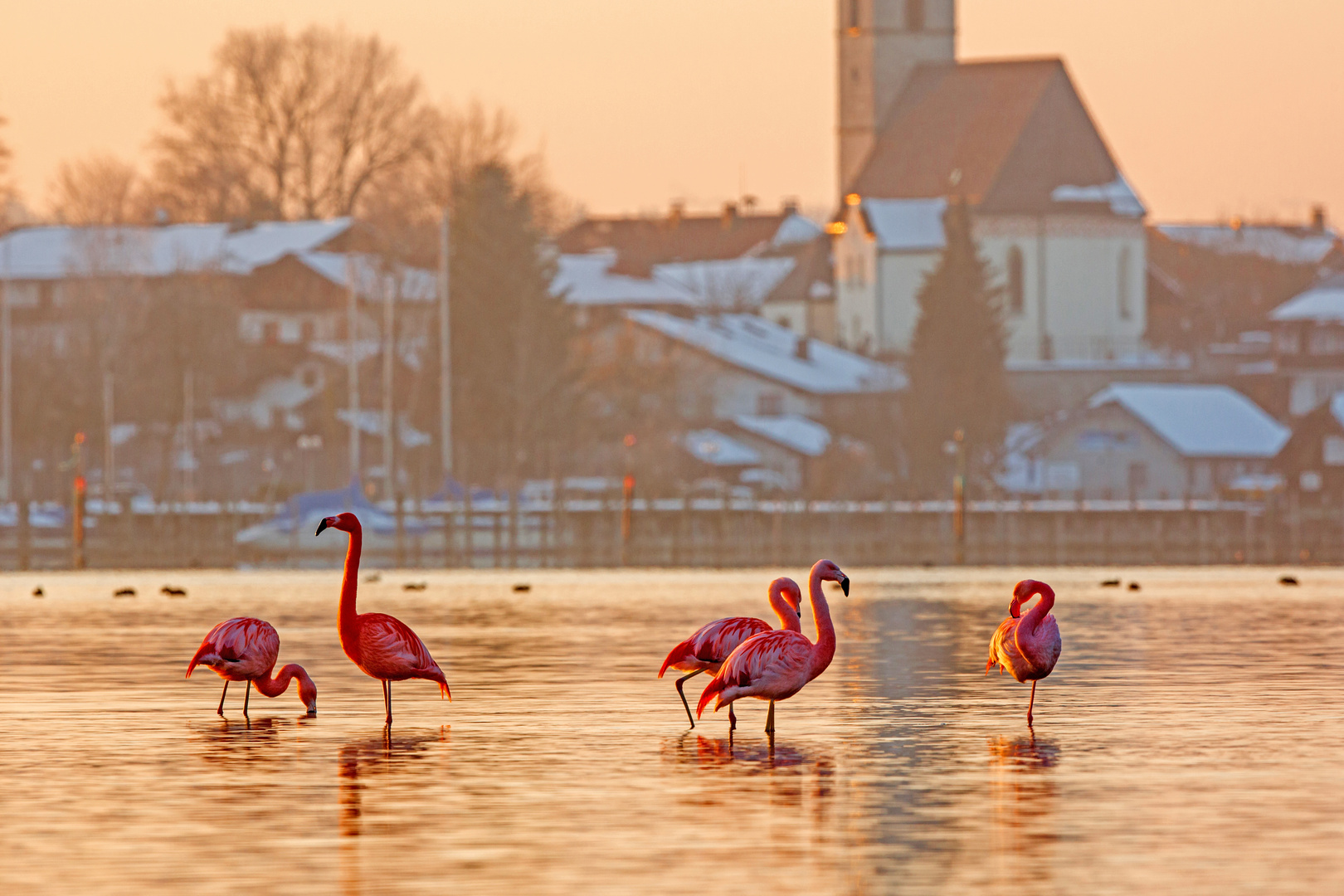 Flamingo im Abendlicht vor Seebruck