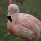 Flamingo im Allwetterzoo