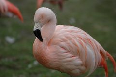 Flamingo im Allwetterzoo