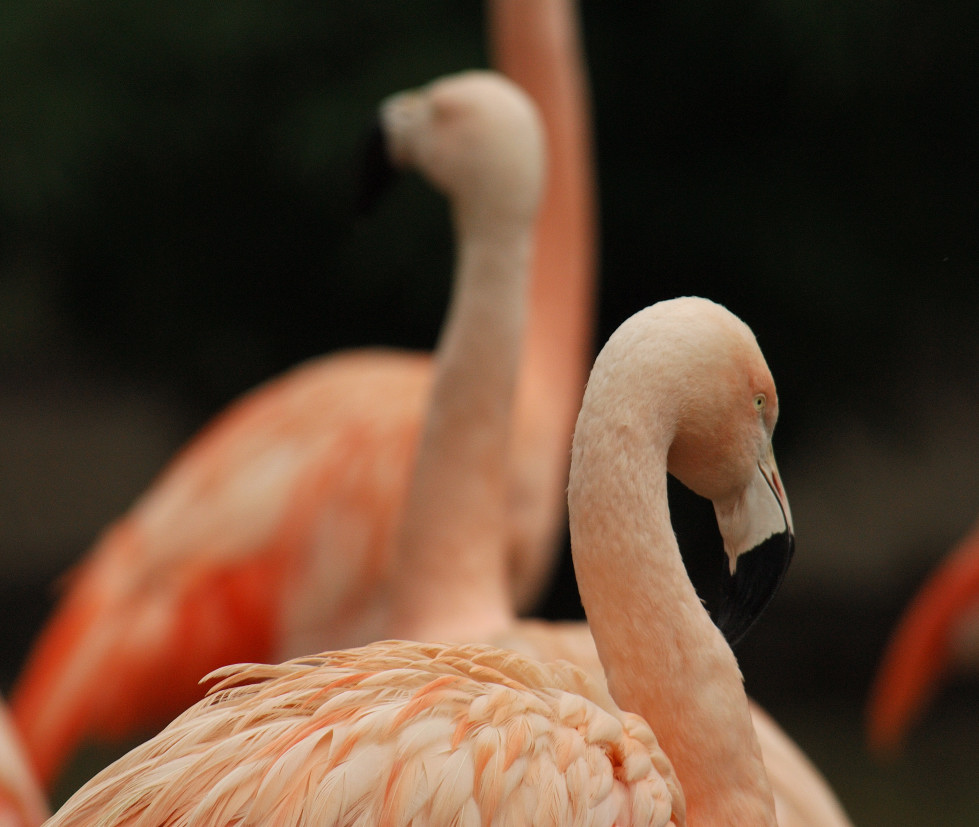 Flamingo im Allwetterzoo Münster