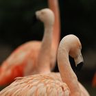 Flamingo im Allwetterzoo Münster