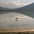 Flamingo im Andensee