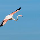 Flamingo im Anflug
