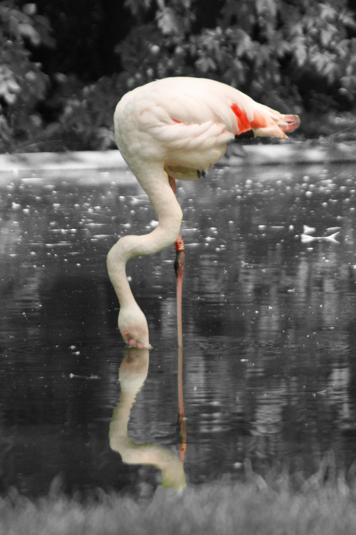 Flamingo im Arnheimer Zoo.... ein wenig in Szene gesetzt