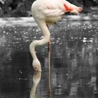 Flamingo im Arnheimer Zoo.... ein wenig in Szene gesetzt