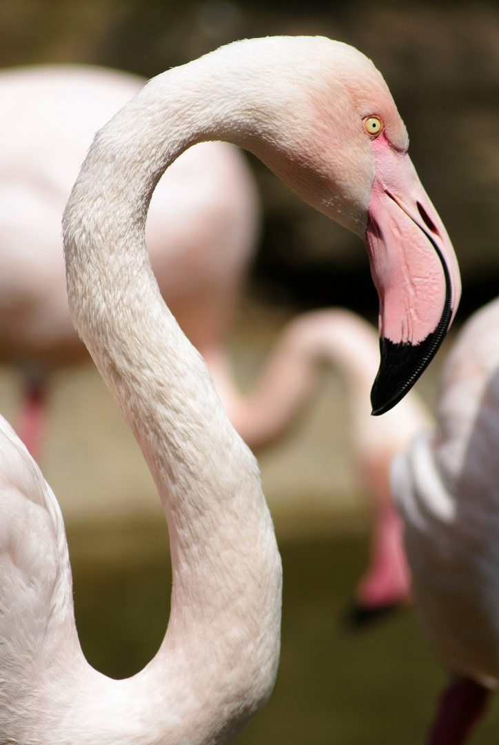 Flamingo im Blühenden Barock