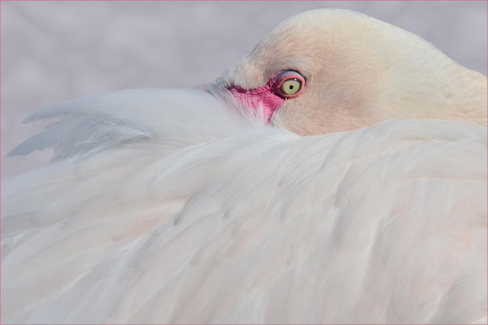 Flamingo im Bochumer Zoo