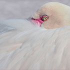 Flamingo im Bochumer Zoo