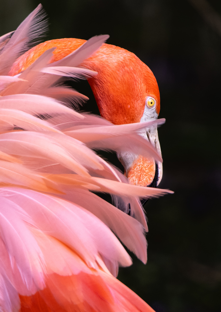 Flamingo im Detail