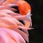 Flamingo im Detail