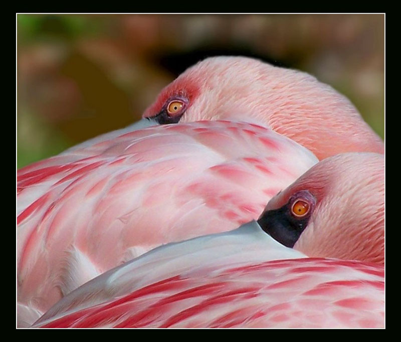Flamingo im Doppelpack