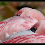 Flamingo im Doppelpack