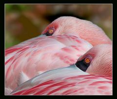 Flamingo im Doppelpack