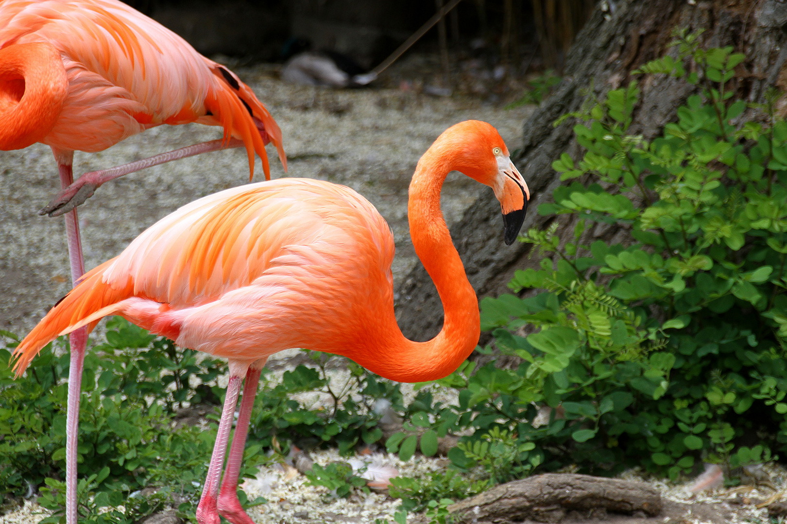 Flamingo im Duisburger Zoo !!!