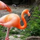 Flamingo im Duisburger Zoo !!!