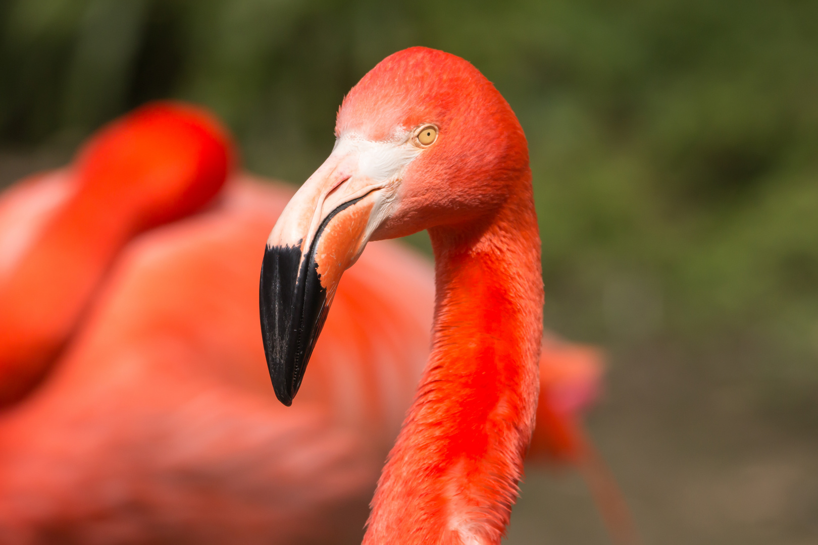 Flamingo im Duisburger Zoo