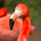 Flamingo im Duisburger Zoo