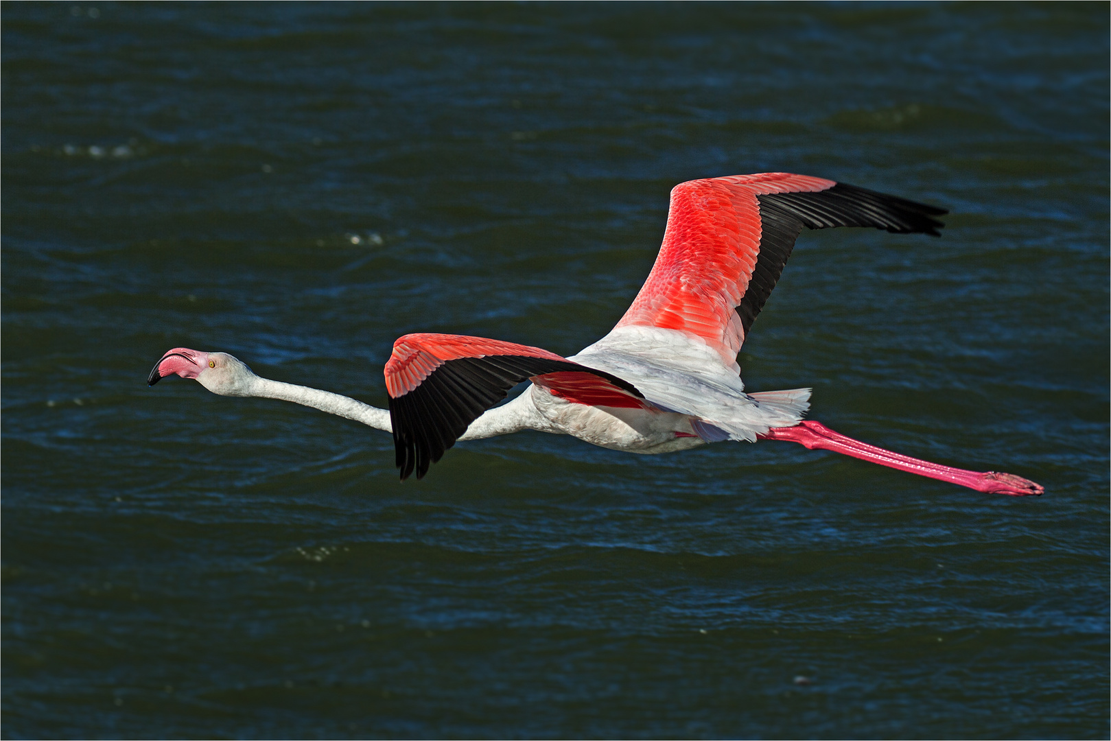 Flamingo im Flug