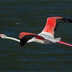 Flamingo im Flug