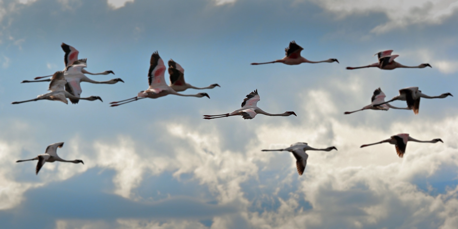 Flamingo im Flug