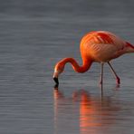 Flamingo im Forggensee