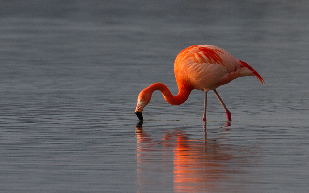 Flamingo im Forggensee
