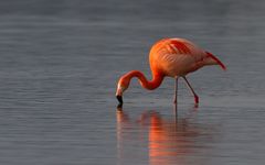 Flamingo im Forggensee