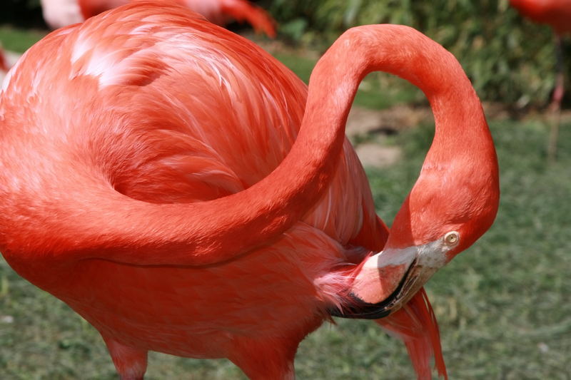 Flamingo im Frankfurter Zoo