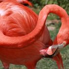 Flamingo im Frankfurter Zoo