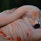 Flamingo im Frankfurter Zoo