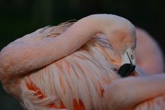 Flamingo im Frankfurter Zoo