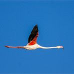 Flamingo im Freiflug