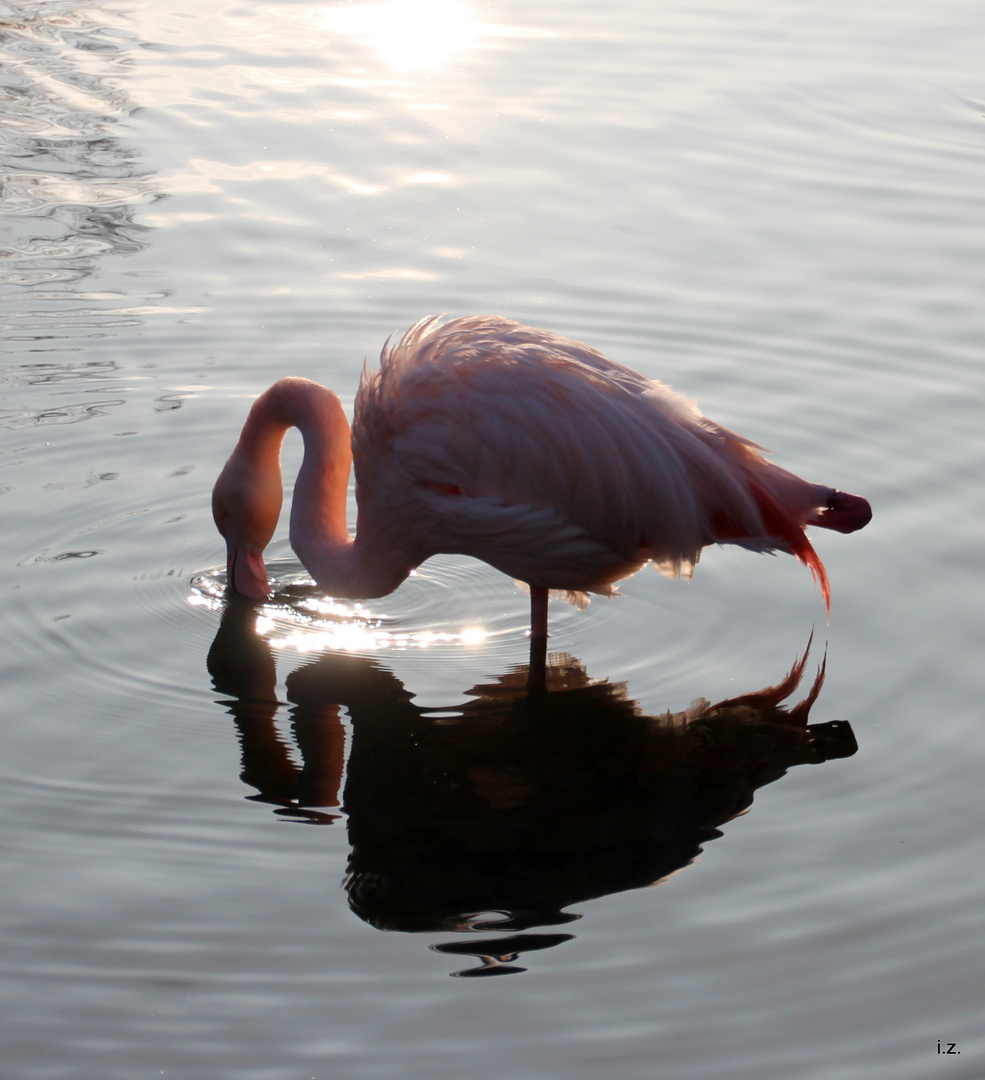 Flamingo im Gegenlicht