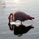 Flamingo im Gegenlicht