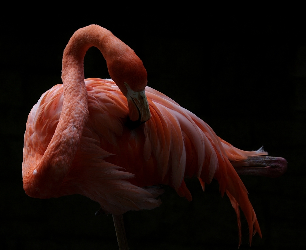 Flamingo im Gegenlicht II