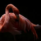 Flamingo im Gegenlicht II